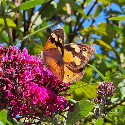 Heteronympha merope (Common Brown Butterfly) at Braidwood, NSW - 19 Mar 2025 by MatthewFrawley