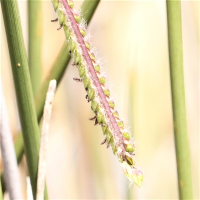 Paspalum dilatatum (Paspalum) at Gunning, NSW - 21 Feb 2025 by ConBoekel