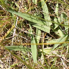 Paspalum dilatatum at Gunning, NSW - 21 Feb 2025 01:11 PM