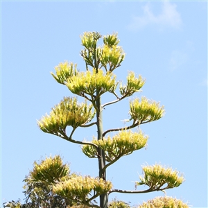 Agave americana at Gunning, NSW - 21 Feb 2025 01:12 PM