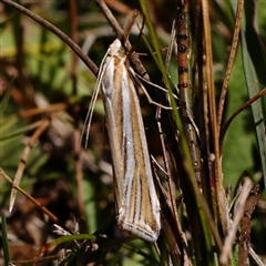 Hednota relatalis (A Crambid moth) at Gunning, NSW - 21 Feb 2025 by ConBoekel