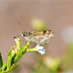 Ocybadistes walkeri (Green Grass-dart) at Jamberoo, NSW - 19 Mar 2025 by plants