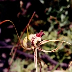 Caladenia tentaculata (Fringed Spider Orchid) at Yattalunga, SA - 7 Oct 1990 by johnpugh