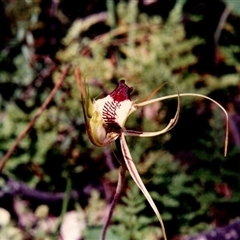 Caladenia tentaculata at Yattalunga, SA - suppressed