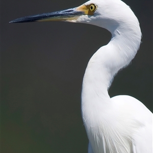Egretta garzetta at Moruya Heads, NSW - 13 Mar 2025 11:36 AM