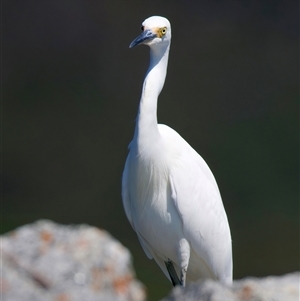 Egretta garzetta at Moruya Heads, NSW - 13 Mar 2025 11:36 AM
