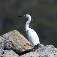 Egretta garzetta at Moruya Heads, NSW - 13 Mar 2025 11:36 AM
