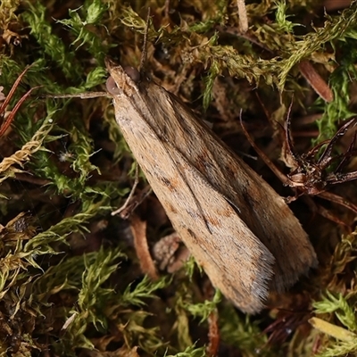 Achyra affinitalis (Cotton Web Spinner, Pyraustinae) at Kambah, ACT - 19 Mar 2025 by debhart