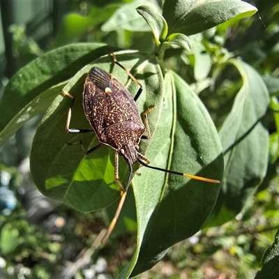 Poecilometis strigatus (Gum Tree Shield Bug) at Isaacs, ACT - 19 Mar 2025 by Mike