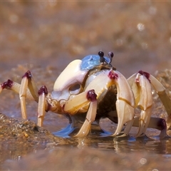 Mictyris longicarpus (Soldier Crab) at Moruya Heads, NSW - 13 Mar 2025 by jb2602