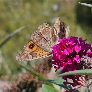 Junonia villida (Meadow Argus) at Braidwood, NSW - 19 Mar 2025 by MatthewFrawley