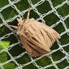 Unidentified Moth (Lepidoptera) at Cooma, NSW - Today by mahargiani