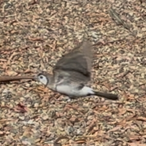 Stizoptera bichenovii (Double-barred Finch) at Yass, NSW - 19 Mar 2025 by SustainableSeg