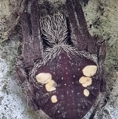 Unidentified Orb-weaving spider (several families) by MazzV