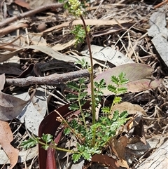 Acaena x ovina (Sheep's Burr) at Hawker, ACT - 17 Mar 2025 by sangio7