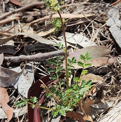 Acaena x ovina (Sheep's Burr) at Hawker, ACT - 17 Mar 2025 by sangio7