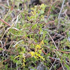 Bossiaea buxifolia (Matted Bossiaea) at Hawker, ACT - 17 Mar 2025 by sangio7