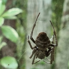 Unidentified Orb-weaving spider (several families) by MazzV