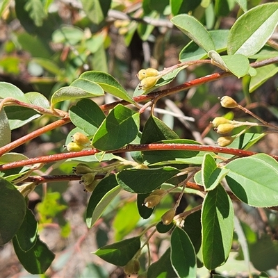 Cotoneaster pannosus (Cotoneaster) at Hawker, ACT - 17 Mar 2025 by sangio7