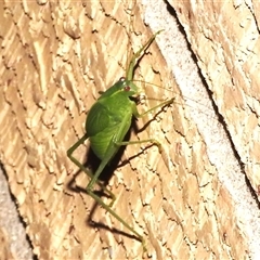 Caedicia simplex (Common Garden Katydid) at Wanniassa, ACT - 2 Mar 2025 by JohnBundock