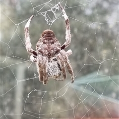 Unidentified Orb-weaving spider (several families) by MazzV