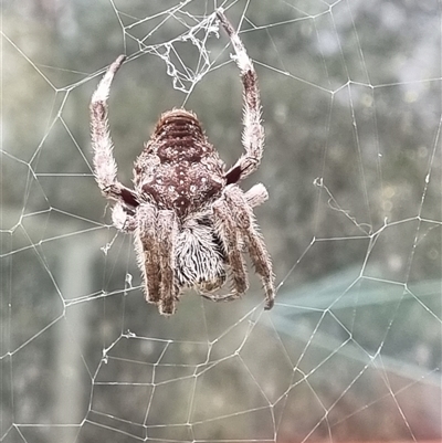 Unidentified Orb-weaving spider (several families) by MazzV