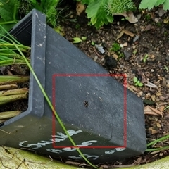 Salticidae (family) at suppressed - suppressed