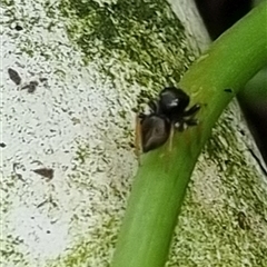 Salticidae (family) at suppressed - suppressed