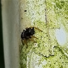 Salticidae (family) at suppressed - suppressed