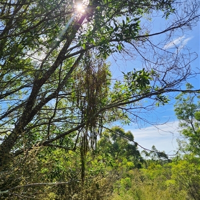 Amyema pendula subsp. pendula (Drooping Mistletoe) at Uriarra Village, ACT - 15 Mar 2025 by rangerstacey