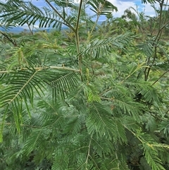 Acacia mearnsii (Black Wattle) at Weston, ACT - 16 Mar 2025 by rangerstacey