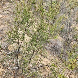 Styphelia fletcheri subsp. brevisepala at Uriarra Village, ACT - 16 Mar 2025 10:54 AM