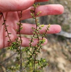 Styphelia fletcheri subsp. brevisepala at Uriarra Village, ACT - 16 Mar 2025 10:54 AM
