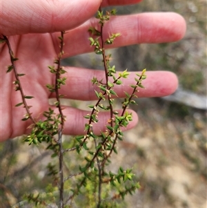 Styphelia fletcheri subsp. brevisepala at Uriarra Village, ACT - 16 Mar 2025 10:54 AM