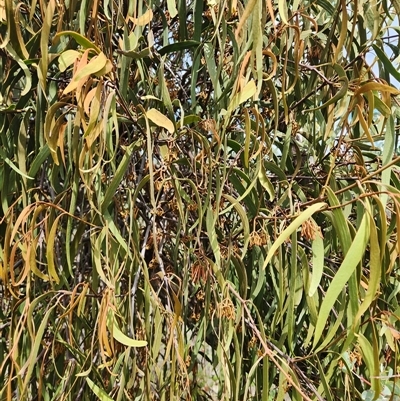 Amyema pendula subsp. pendula (Drooping Mistletoe) at Uriarra Village, ACT - 16 Mar 2025 by rangerstacey