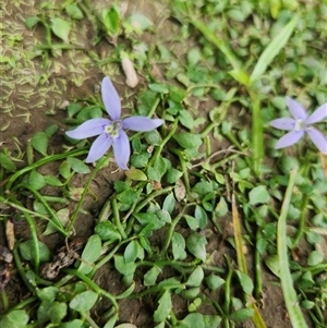 Isotoma fluviatilis subsp. australis (Swamp Isotome) at Uriarra Village, ACT - 16 Mar 2025 by rangerstacey