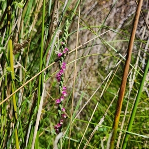 Spiranthes australis (Austral Ladies Tresses) at Uriarra Village, ACT - 3 Feb 2025 by rangerstacey