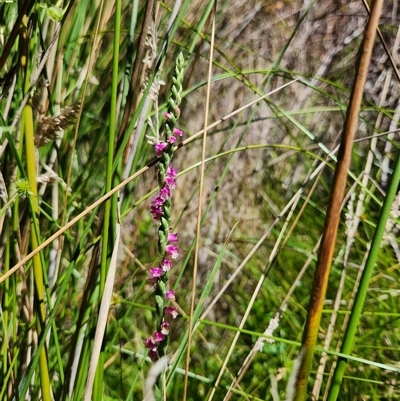 Spiranthes australis (Austral Ladies Tresses) at Uriarra Village, ACT - 3 Feb 2025 by rangerstacey