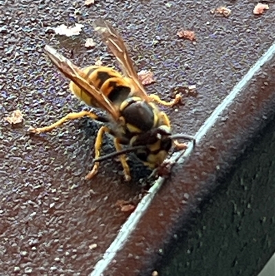 Vespula germanica (European wasp) at Reid, ACT - 21 Feb 2025 by AndyRussell