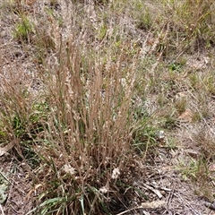 Holcus lanatus (Yorkshire Fog) at Cooma, NSW - 19 Mar 2025 by mahargiani