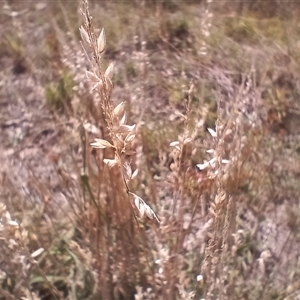 Holcus lanatus at Cooma, NSW - 19 Mar 2025 01:11 PM