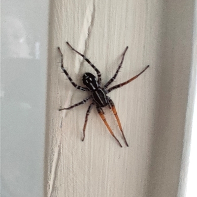 Nyssus coloripes (Spotted Ground Swift Spider) at Weston, ACT by KateU