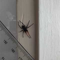 Nyssus coloripes at Weston, ACT - suppressed