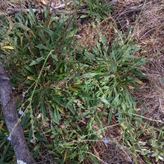 Cynoglossum australe (Australian Forget-me-not) at Cooma, NSW - 19 Mar 2025 by mahargiani