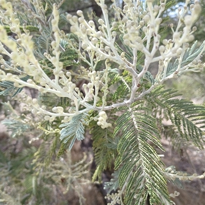 Acacia dealbata at Cooma, NSW - Today by mahargiani