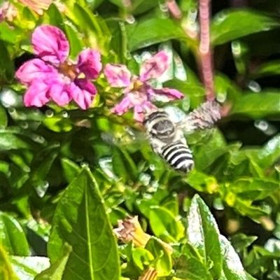 Megachile (Eutricharaea) sp. (genus & subgenus) (Leaf-cutter Bee) at Yarralumla, ACT - 18 Feb 2025 by AndyRussell