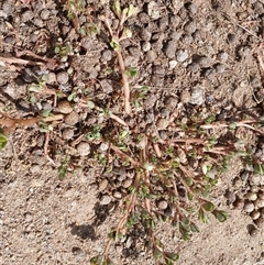 Portulaca oleracea at Cooma, NSW - Today by mahargiani