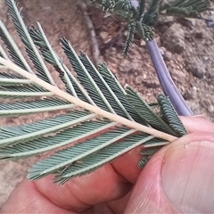 Acacia dealbata subsp. dealbata (Silver Wattle) at Cooma, NSW - 19 Mar 2025 by mahargiani