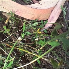 Gonocarpus tetragynus (Common Raspwort) at Cooma, NSW - 19 Mar 2025 by mahargiani