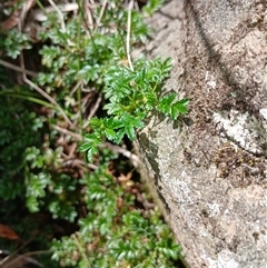 Acaena novae-zelandiae at Cooma, NSW - Today by mahargiani